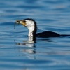 Kormoran cernobily - Microcarbo melanoleucos - Little Pied Cormorant o3453